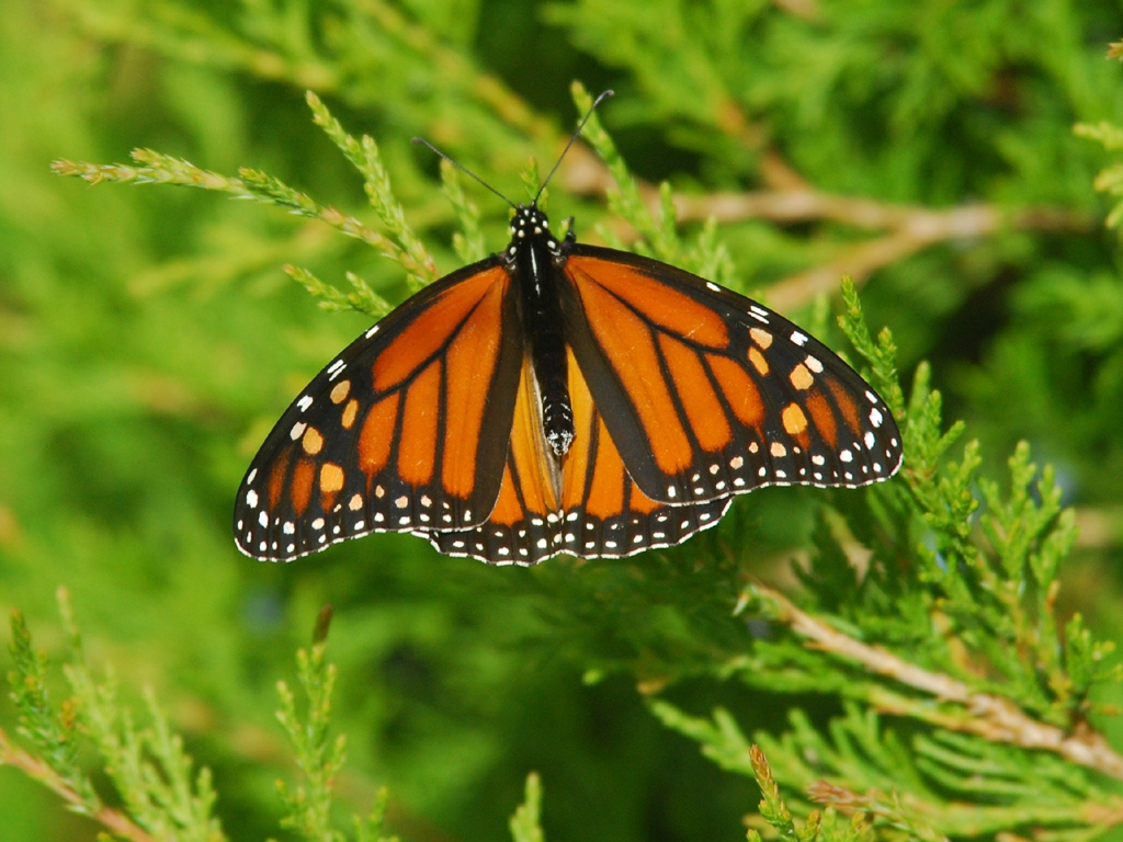 Monarch-AY
