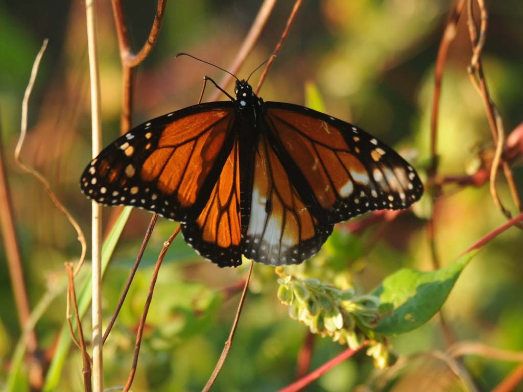 Monarch-AZ