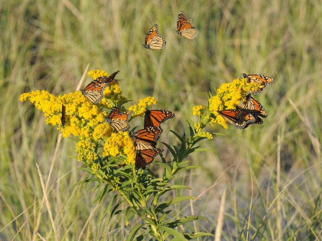 Monarch-BA