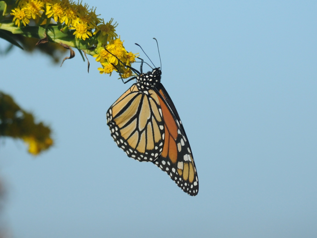 Monarch-BC