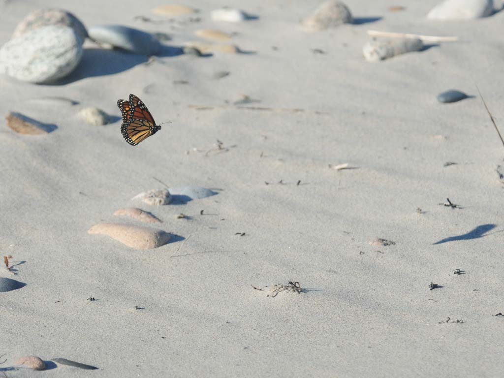 Monarch-BE