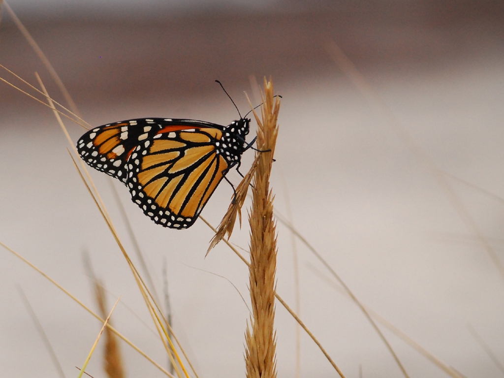 Monarch-BF
