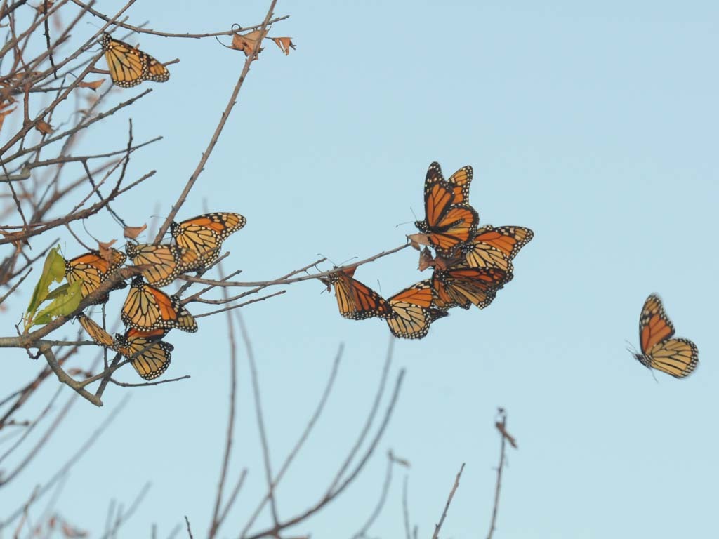 Monarch-BG