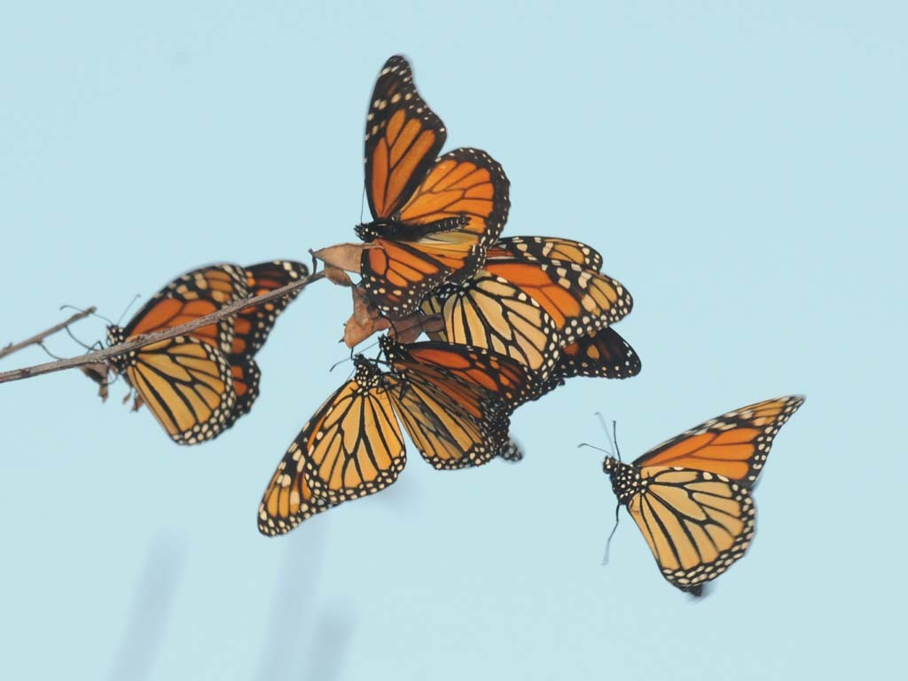 Monarch-BH