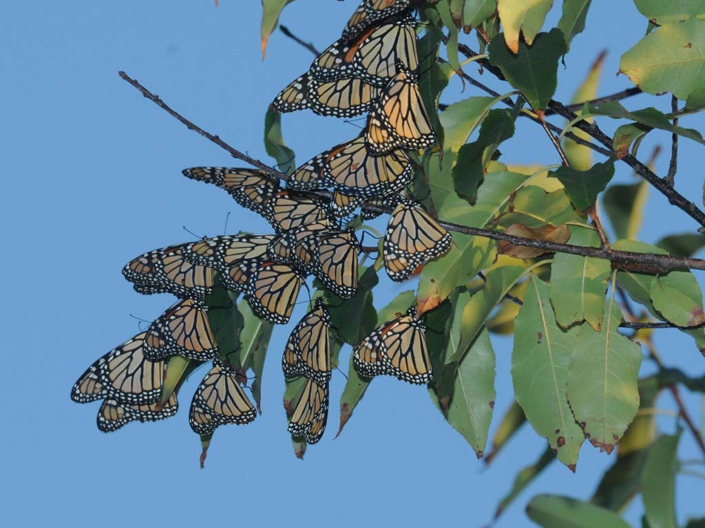 Monarch-BI