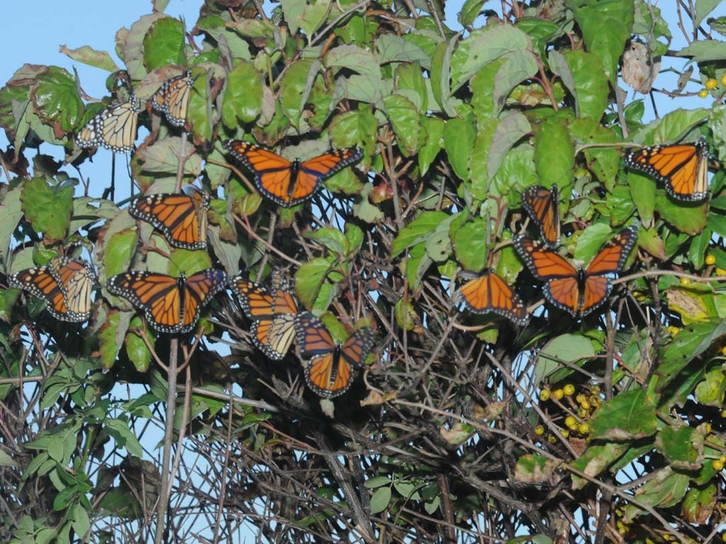 Monarch-BJ