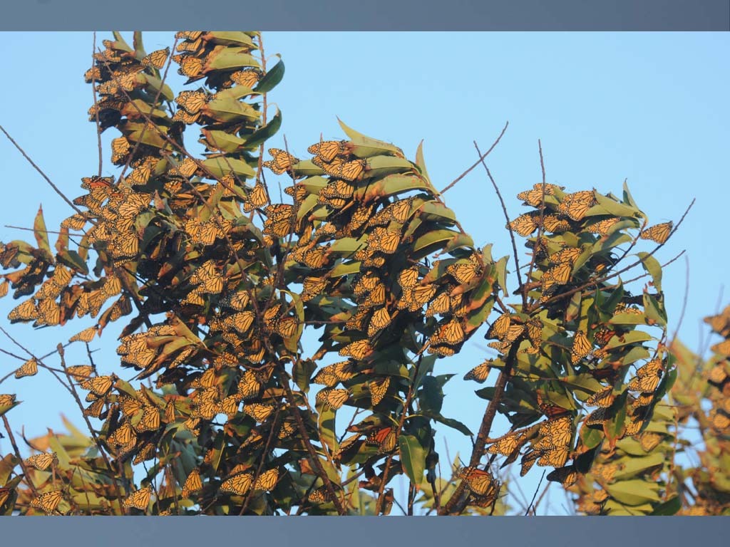 Monarch-BN
