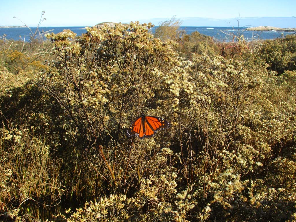Monarch-BP
