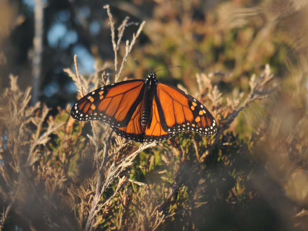 Monarch-BQ