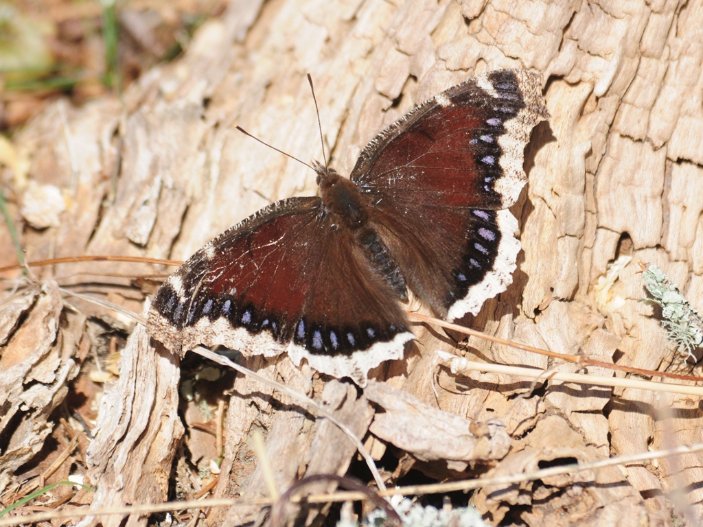 Mourning-Cloak-AA