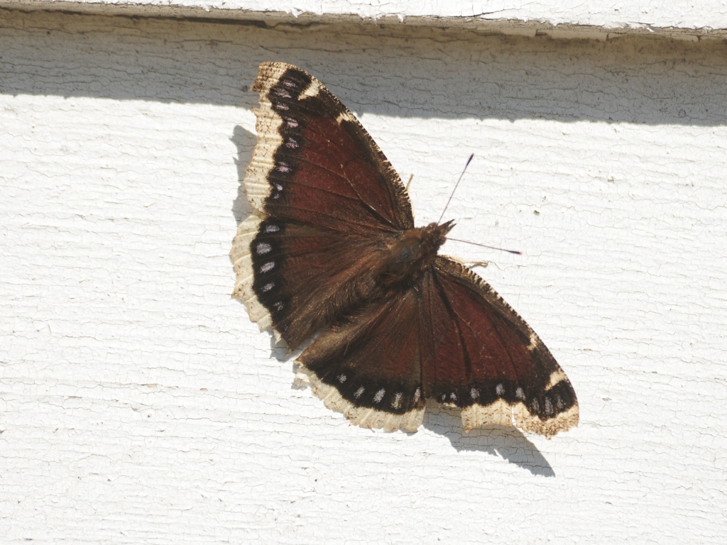 Mourning-Cloak-AB