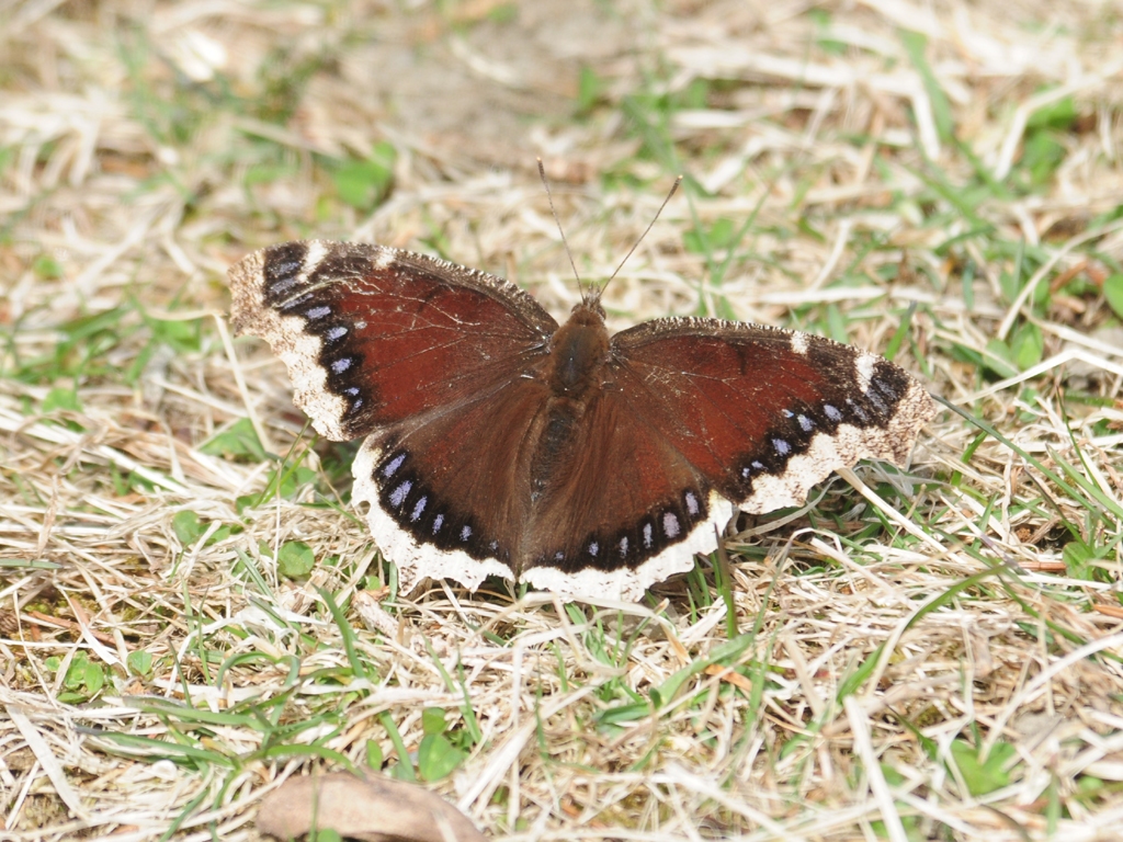 Mourning-Cloak-AC