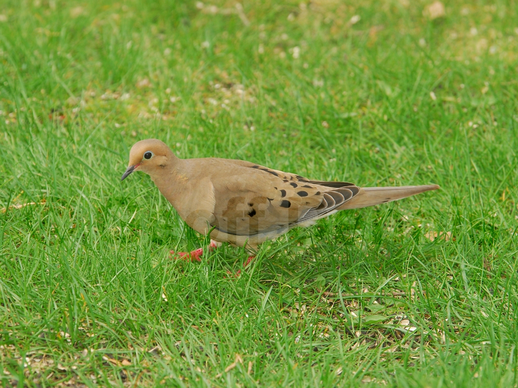 MODO-AA_Mourning-Dove