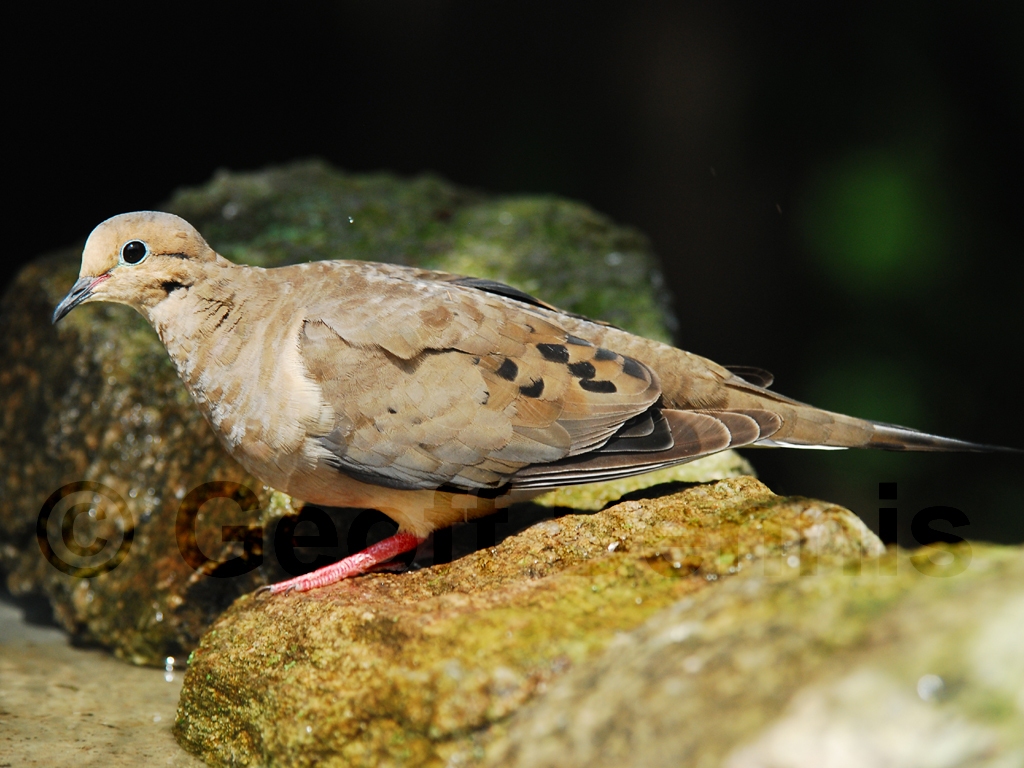 MODO-AB_Mourning-Dove