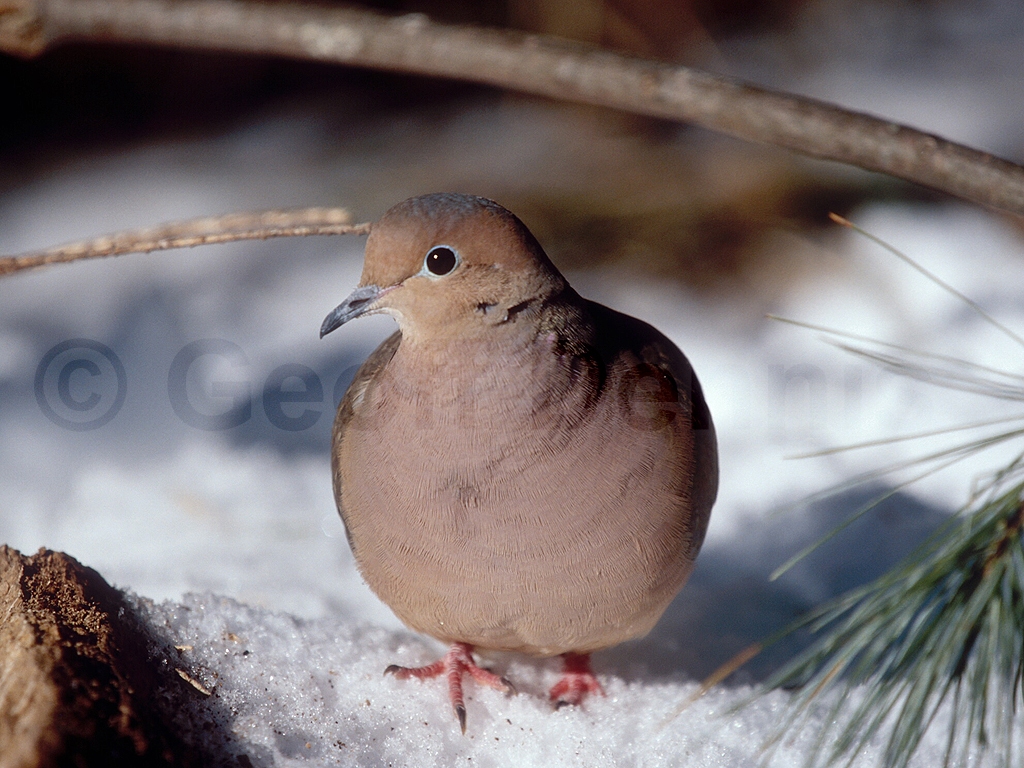 MODO-AC_Mourning-Dove