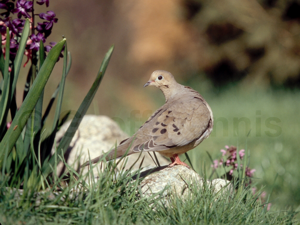 MODO-AD_Mourning-Dove