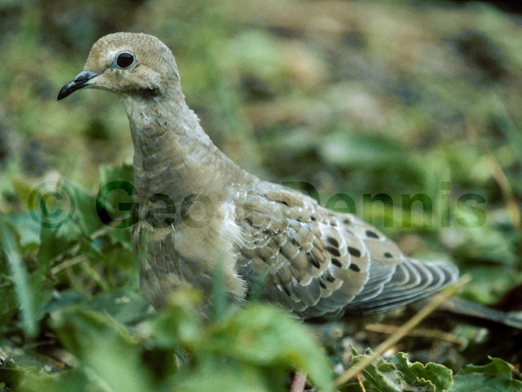 MODO-AE_Mourning-Dove