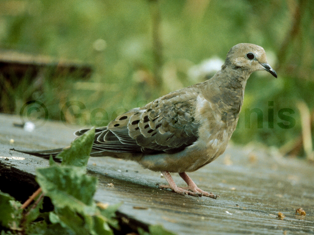 MODO-AF_Mourning-Dove