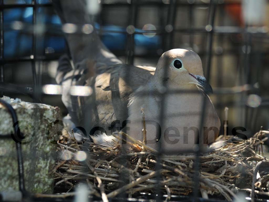 MODO-AH_Mourning-Dove