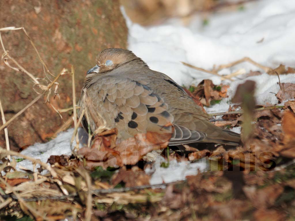 MODO-AI_Mourning-Dove