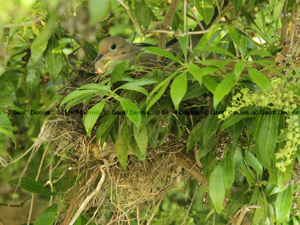 MODO-AJ_Mourning-Dove