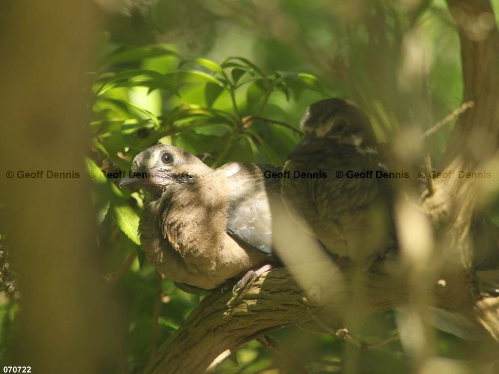 MODO-AM_Mourning-Dove
