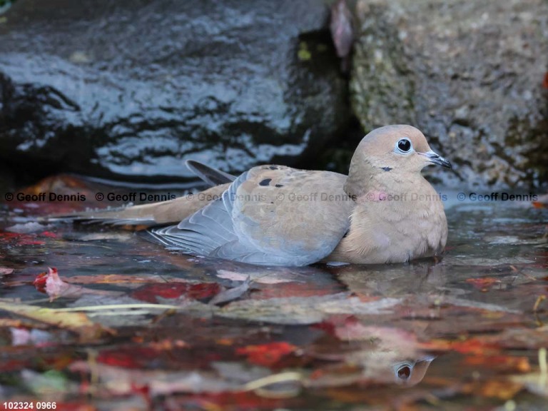 MODO-AN_Mourning-Dove