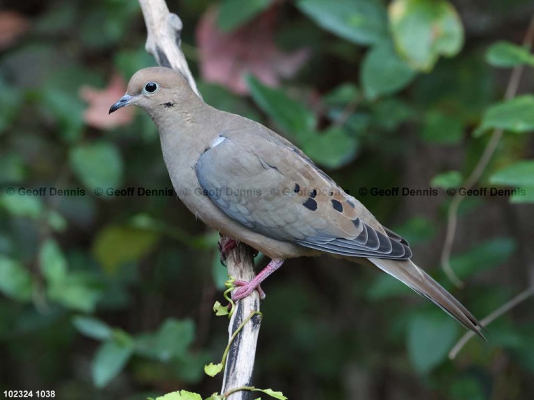 MODO-AO_Mourning-Dove