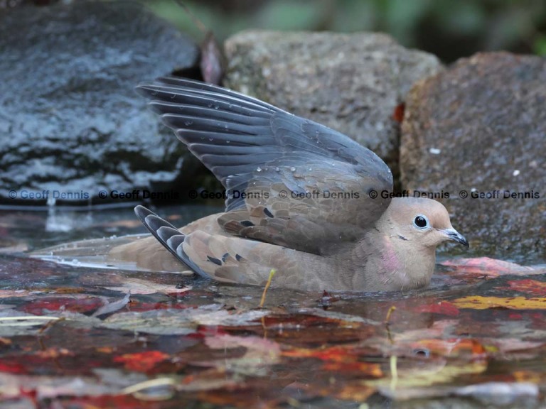 MODO-AP_Mourning-Dove