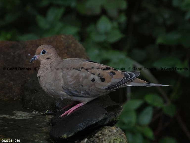 MODO-AQ_Mourning-Dove