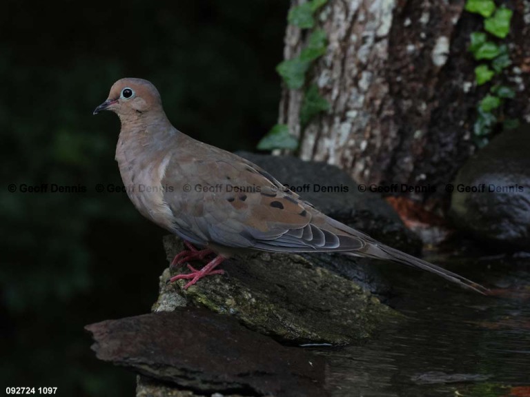 MODO-AR_Mourning-Dove