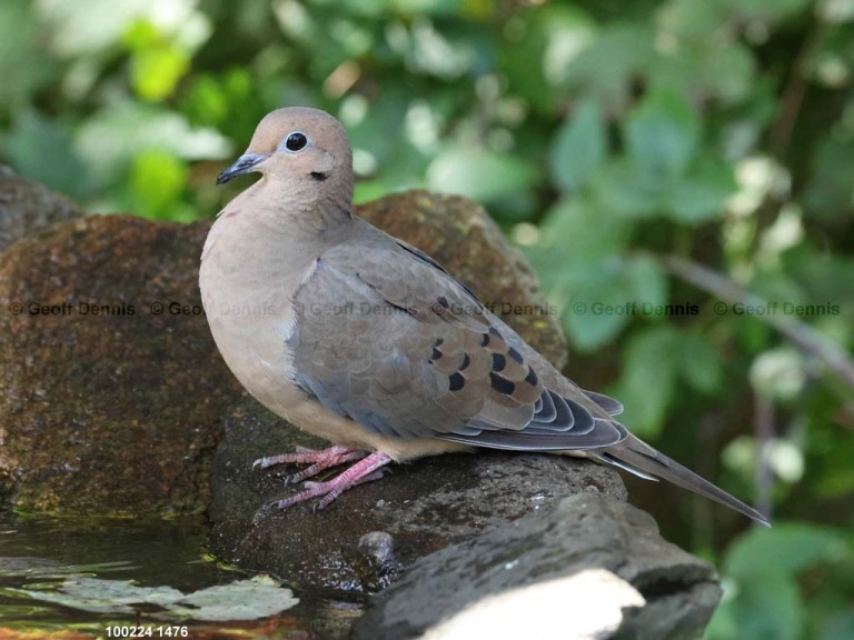 MODO-AS_Mourning-Dove