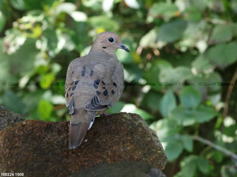 MODO-AT_Mourning-Dove