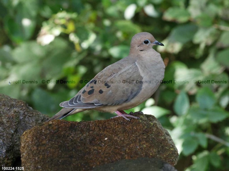 MODO-AU_Mourning-Dove