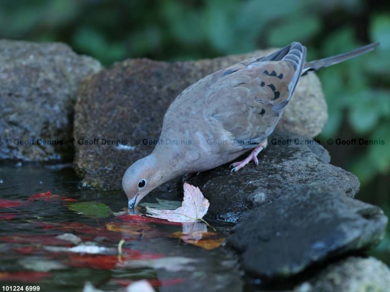 MODO-AV_Mourning-Dove