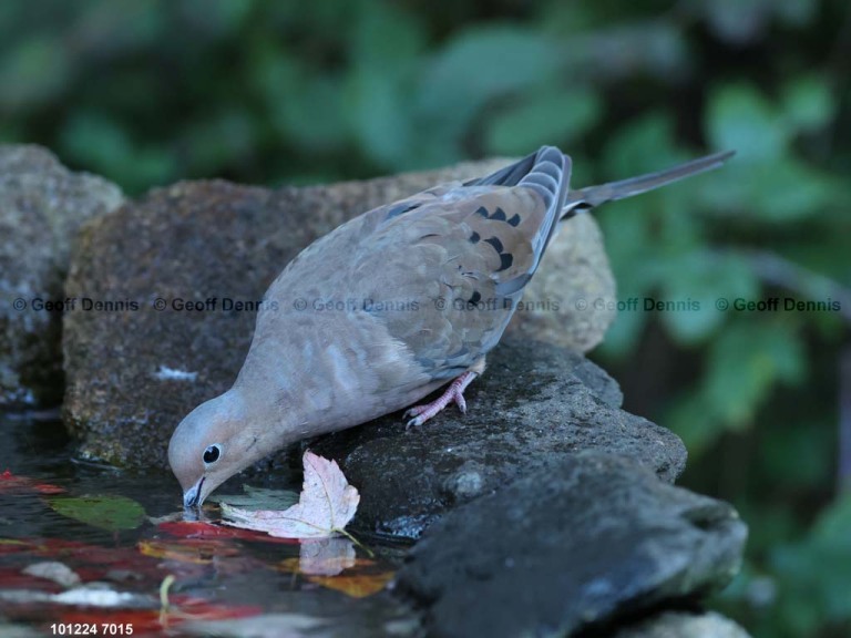 MODO-AW_Mourning-Dove