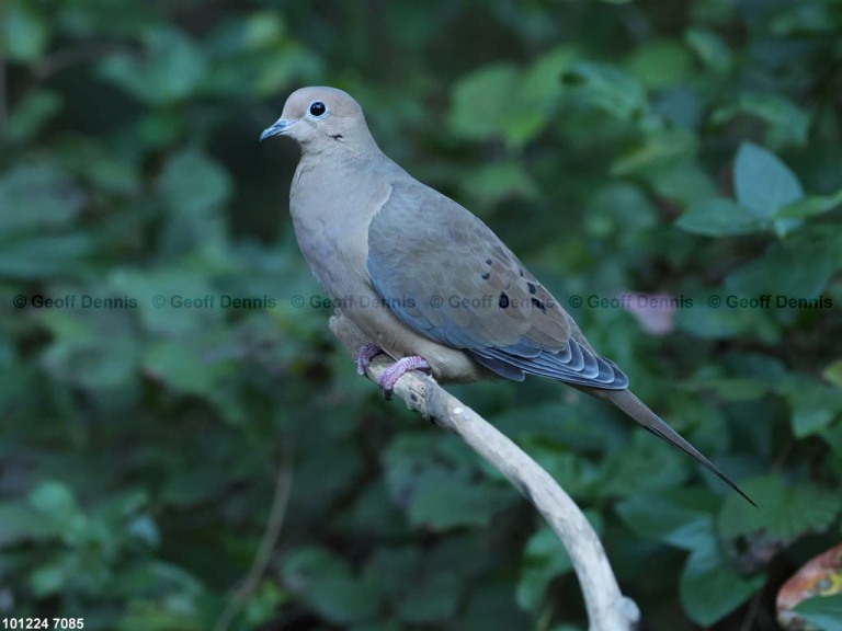 MODO-AX_Mourning-Dove