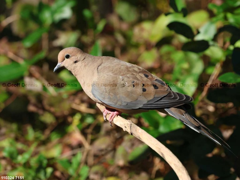 MODO-AY_Mourning-Dove