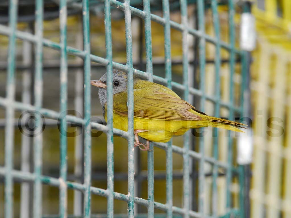MOWA-AA_Mourning-Warbler