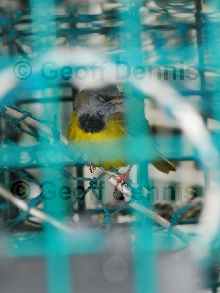MOWA-AB_Mourning-Warbler