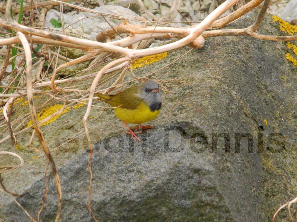 MOWA-AC_Mourning-Warbler