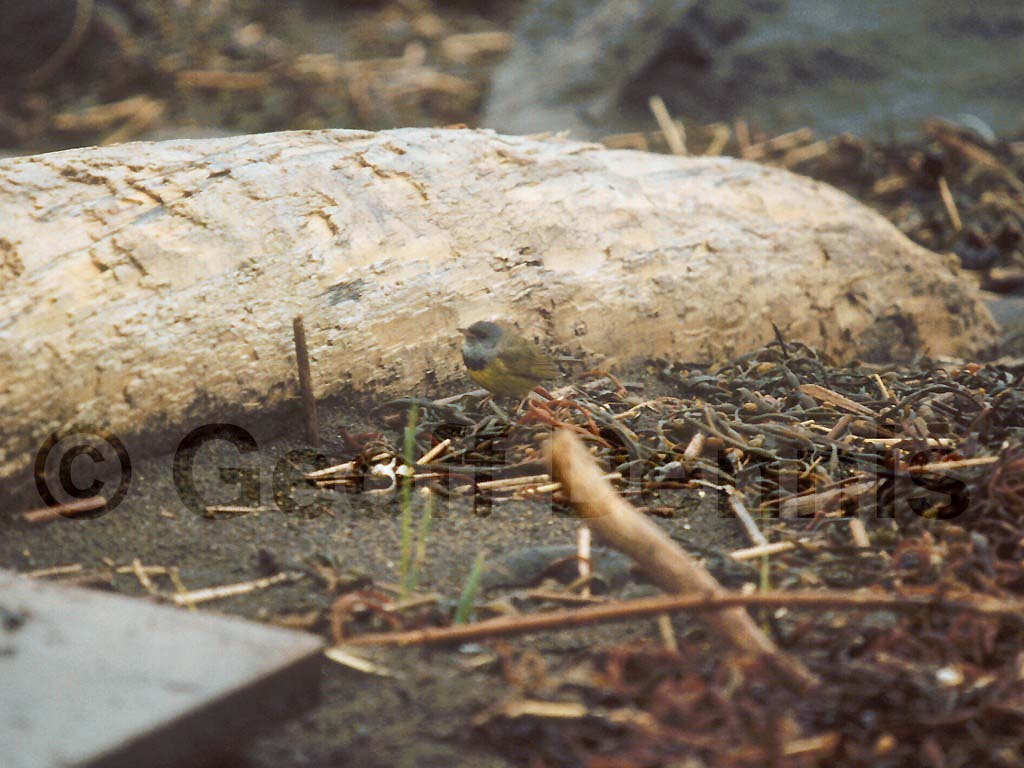 MOWA-AD_Mourning-Warbler