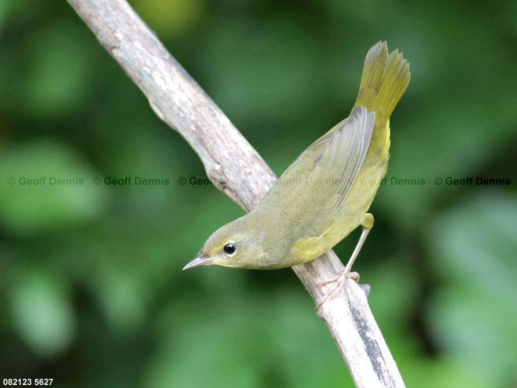 MOWA-AE-Mourning-Warbler