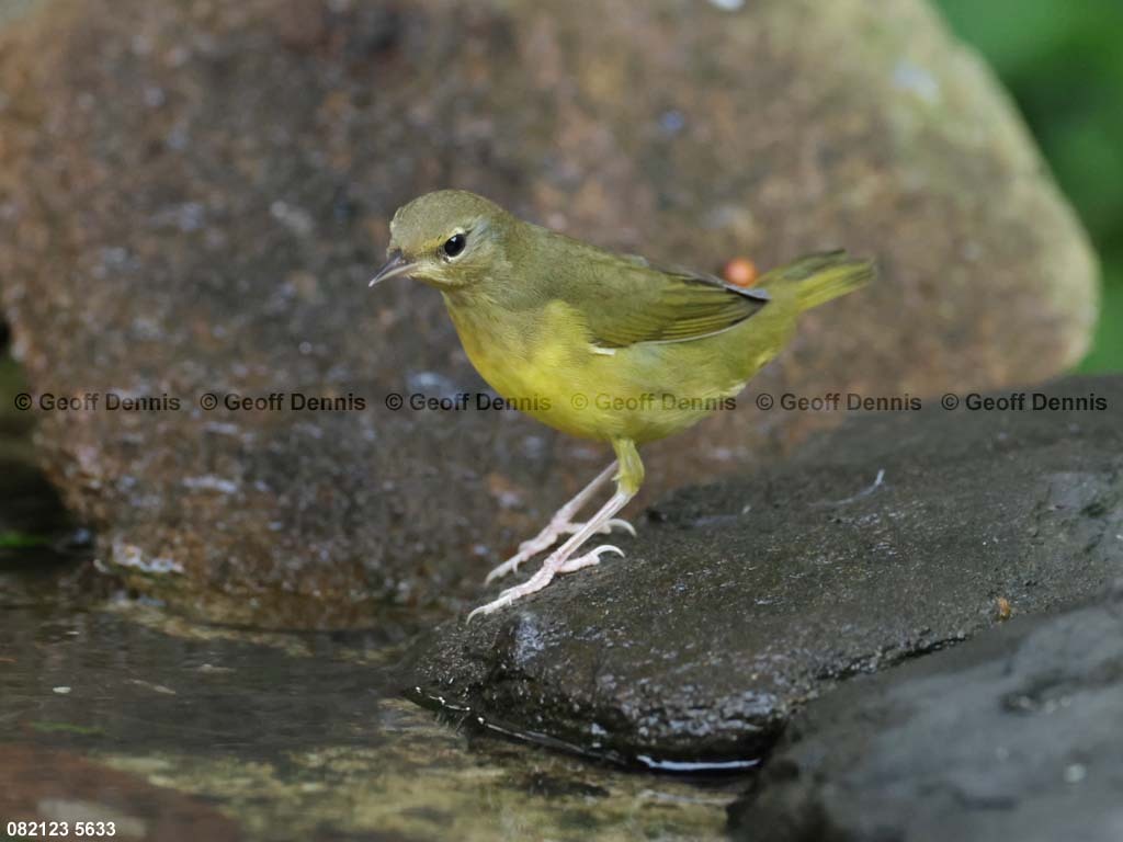 MOWA-AF-Mourning-Warbler