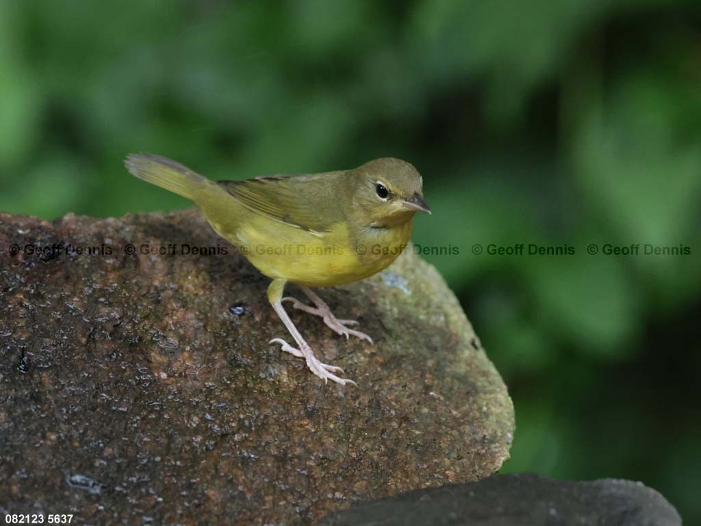 MOWA-AG-Mourning-Warbler