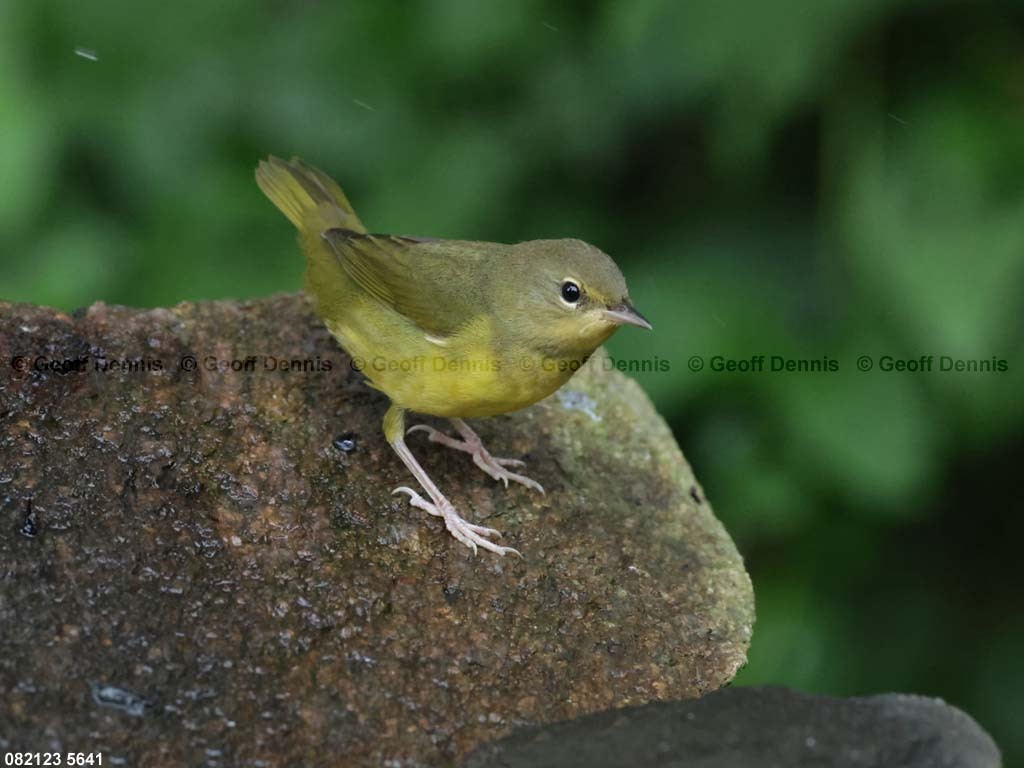 MOWA-AH-Mourning-Warbler