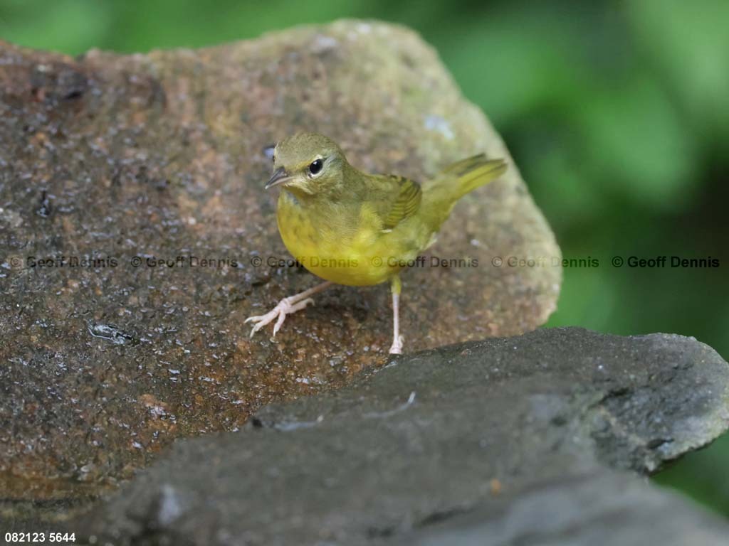 MOWA-AI-Mourning-Warbler