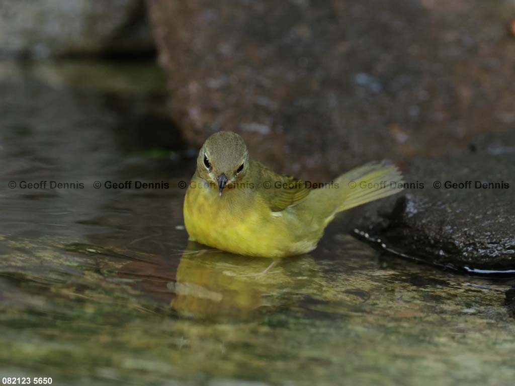 MOWA-AJ-Mourning-Warbler