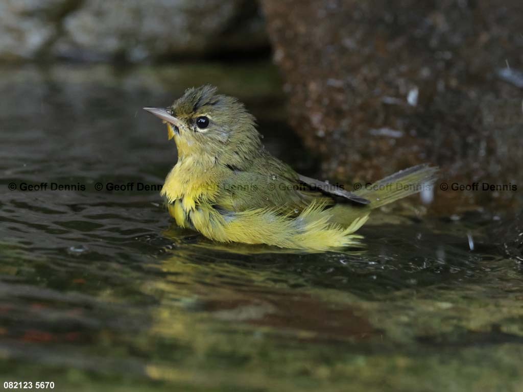 MOWA-AK-Mourning-Warbler