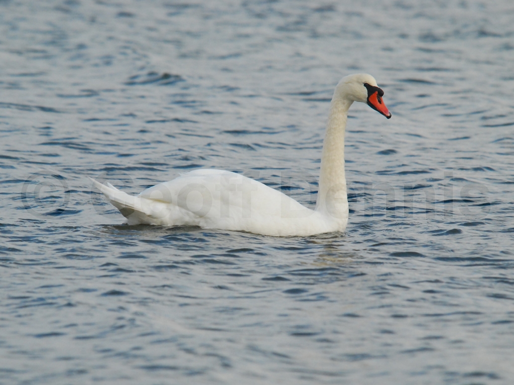 MUSW-AA_Mute-Swan